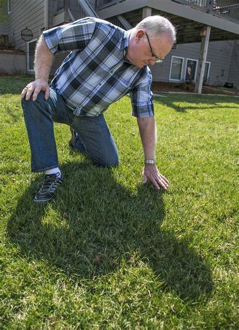 ilustračné foto čerstvo zasiateho trávnika