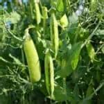 Schéma rastu čiernej reďkovky: od výsevu cez vytvorenie koreňovej buľvy až po zrelý stav pred zberom.