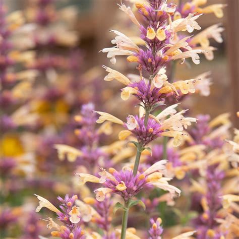 Detail kvitnúcej rastliny agastache s včelami
