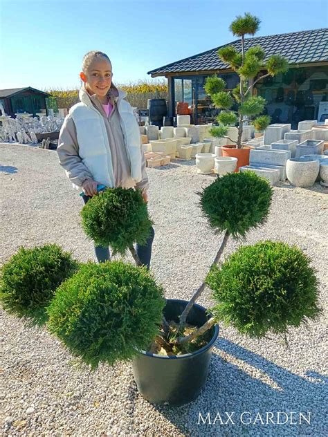 Schéma správnej výsadby ihličnanu s vyznačeným koreňovým balom, drenážnou vrstvou a miskou na zálievku