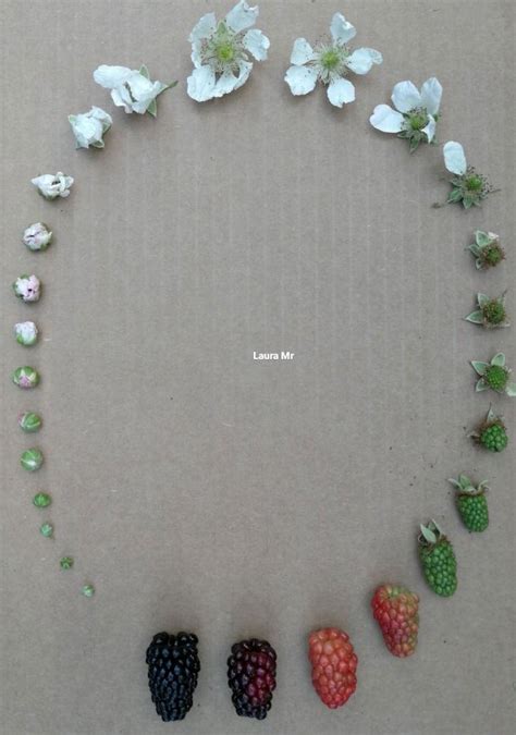 Infografika porovnávajúca veľkosť plodov rôznych odrôd čučoriedok