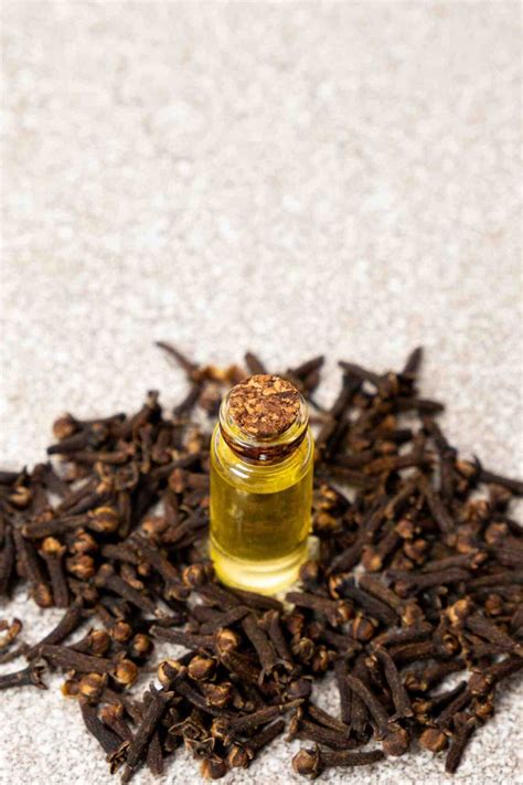 ilustrácia klinčekovca vonného (stromu) a sušených púčikov klinčekov