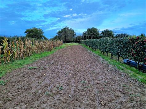 fotografia agroturistickej farmy s ovocným sadom a zemiakovým poľom