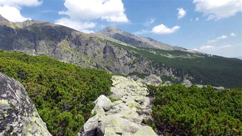 Kosodrevina v skalkovitej záhrade