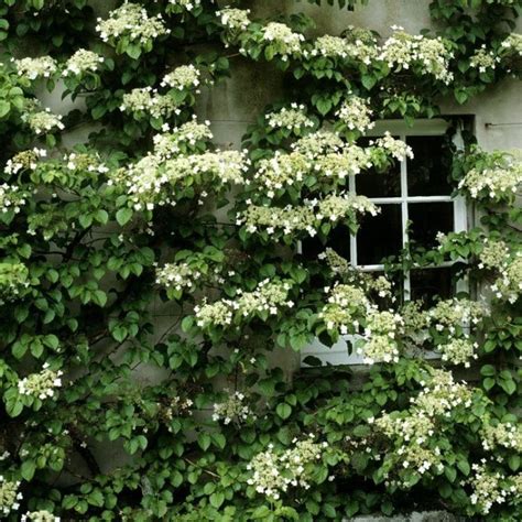 ilustračné foto rozkvitnutej hortenzie popínavej šplhajúcej sa po tehlovom múre domu