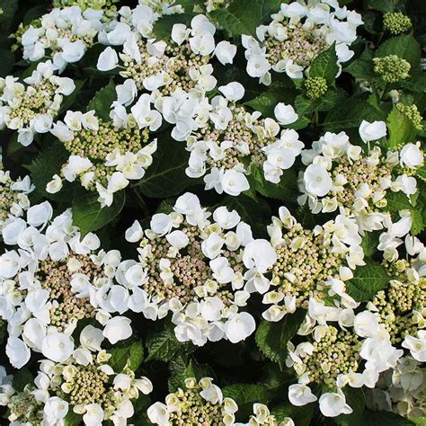 Ilustrácia popínavej hortenzie s bielymi kvetmi