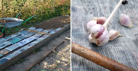 Schéma znázorňujúca správnu hĺbku a orientáciu sadenia strúčika cesnaku.
