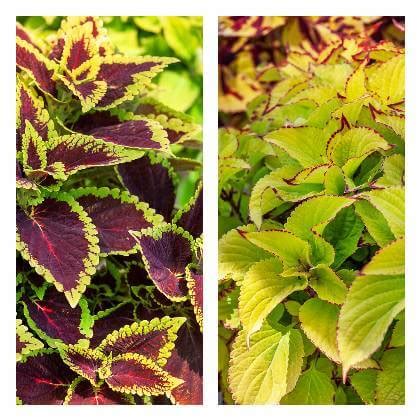 Tematické foto okrasnej žihľavy (koleusu) s rôznymi farbami listov