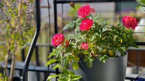 Tematické foto koleusu v kvetináči na balkóne alebo terase