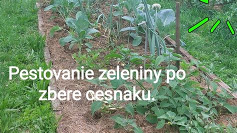 Schéma znázorňujúca proces sušenia a správneho skladovania cesnaku po zbere