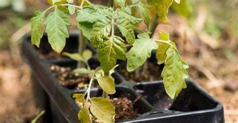 Sadenice divokých paradajok pripravené na výsadbu