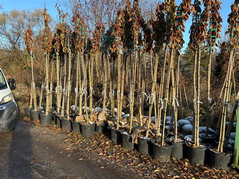 Zrelé rastliny begónií pripravené na výsadbu