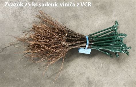 správne umiestnenie sadenice viniča vo výsadbovej jame