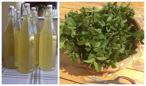 Infografika: Prehľad využitia mäty - od čaju na trávenie až po osviežujúci kúpeľ.