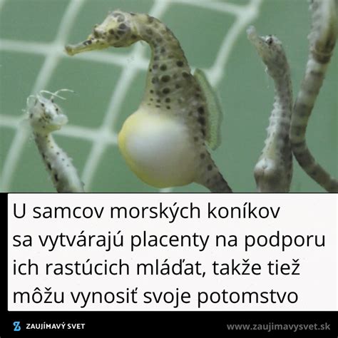 Detailná fotografia morského koníka v prirodzenom prostredí pri korale