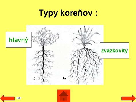 Pohľad na zakorenenú dracénu a detail na rôzne typy koreňov na jedinom zastrihnutom kmienku