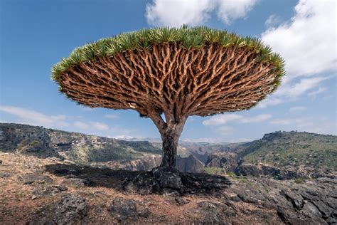 Foto Stromu dračej krvi (Dracaena cinnabari) v prirodzenom prostredí