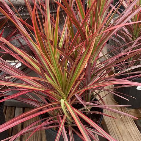 Foto Dracaena marginata