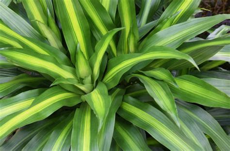 Foto Dracaena fragrans