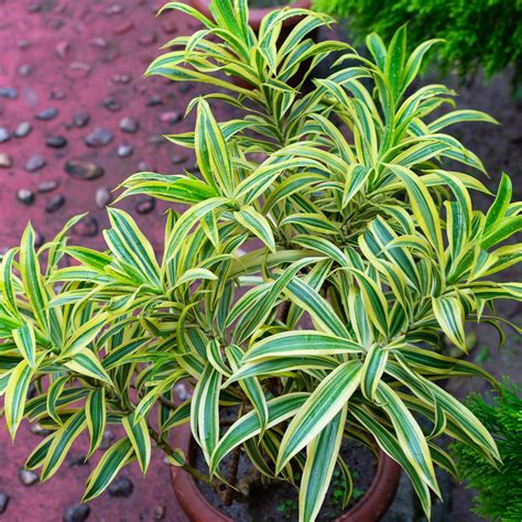 Foto Dracaena reflexa