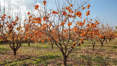 schéma znázorňujúca proces dozrievania hurmikaki v papierovom vrecku s jablkom