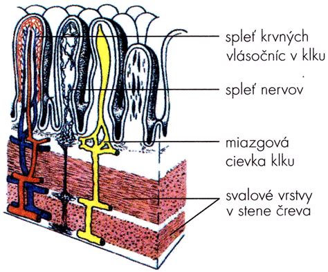 Mikroskopická štruktúra klkov tenkého čreva