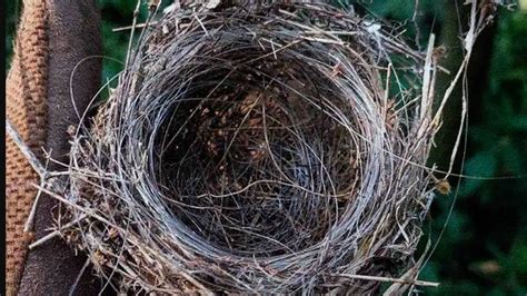 Detailný záber na hniezdo šalotky s viacerými strúčikmi v jednej šupke