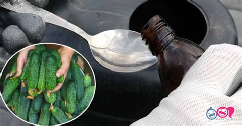 Návrh vizuálu: Infografika zobrazujúca kalendár s vyznačenými optimálnymi obdobiami pre výsev uhoriek do skleníka, pod kryt a do voľnej pôdy, vrátane teplotných požiadaviek.