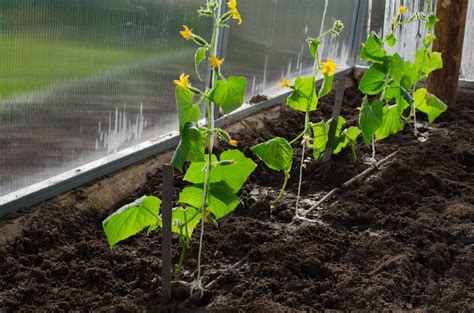 Návrh vizuálu: Detailné fotografie rôznych metód výsevu semienok uhoriek - do jamky, do sadbovača, do záhonu.