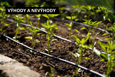 infografika znázorňujúca výhody automatického zavlažovania oproti ručnému polievaniu (úspora času, vody a zdravie koreňového systému)