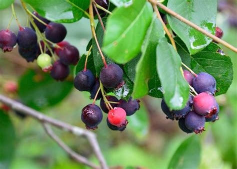 Muchovník Lamarckov ako solitérny ker v záhrade