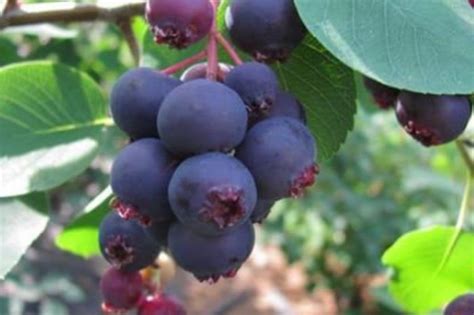 Modročierne plody muchovníka Lamarckovho