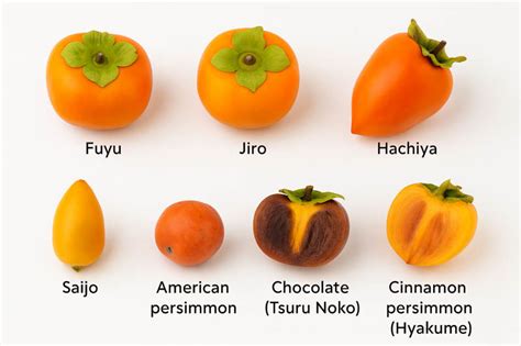 infografika rôznych odrôd hurmikaki (napr. Fuyu, Hachiya) s ich charakteristikami
