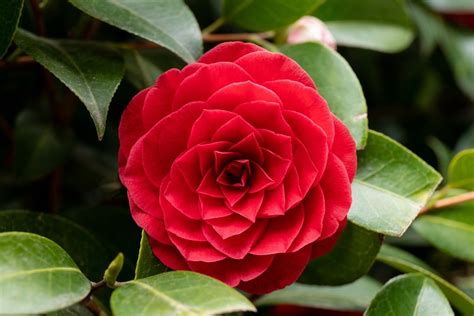 Detail kvetu kamélie v rôznych farbách a tvaroch