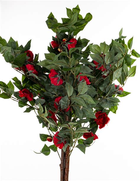 Zazimovaná kamélia v kvetináči obalená ochrannou textíliou