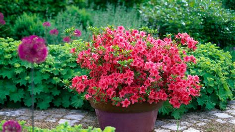 ilustrácia - Japonské azalky v plnom kvete, farebná záplava