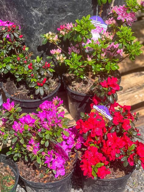 infografika - porovnanie listov a kvetov azalky a rododendronu