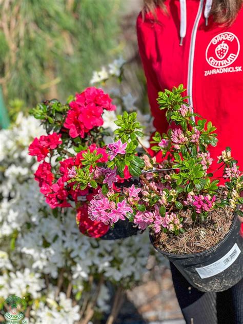 fotka - odrezky japonskej azalky pripravené na výsadbu