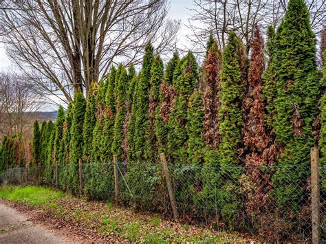 Záhradník strihajúci živý plot z tují