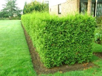 Tuja pestovaná v dekoratívnom črepníku na terase