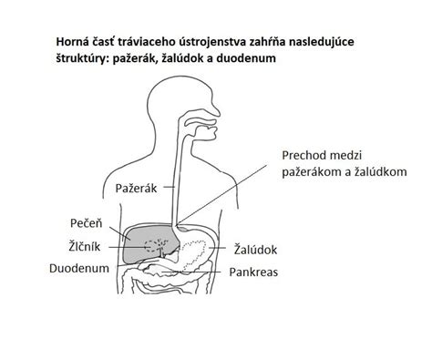 schéma tráviaceho traktu s označením pažeráka a žalúdka
