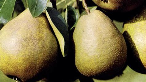 Infografika s prehľadom kompatibility opeľovačov pre rôzne odrody hrušiek.