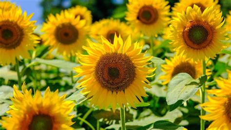 Tematické foto slnečníc v záhrade