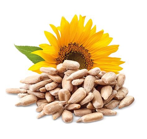 Foto: Slnečnicové semienka a olej