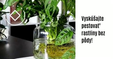 Listové odrezky svokrinho jazyka zakoreňujúce sa vo vode