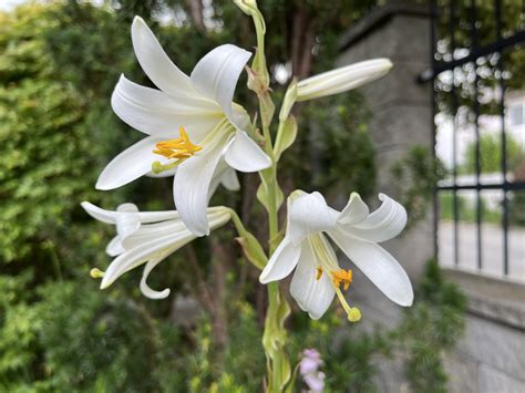 Ľalia biela - kvitnúca rastlina v záhrade s výraznými bielymi kvetmi
