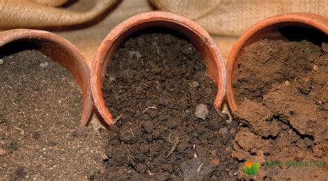 Príprava pôdy a drenáže pre výsadbu ľalie