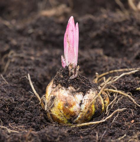 Rozmnožovanie ľalie pomocou cibuľových šupín - detail cibuliek na šupine