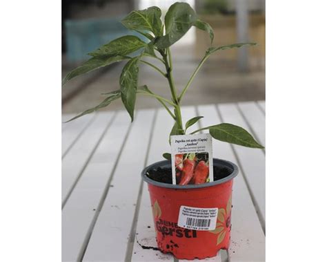 Fotografia: Paprika pestovaná v kvetináči v interiéri