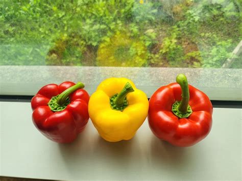 Fotografia: Prezimujúca paprika na okne